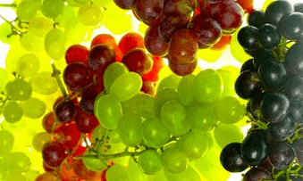 Correction nutritionnelle des varices.